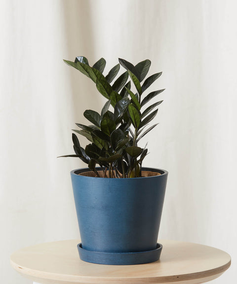 Zamioculcas Zamiifolia - Raven