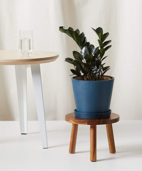 Zamioculcas Zamiifolia - Raven