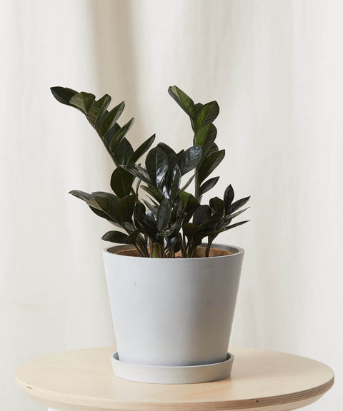 Zamioculcas Zamiifolia - Raven