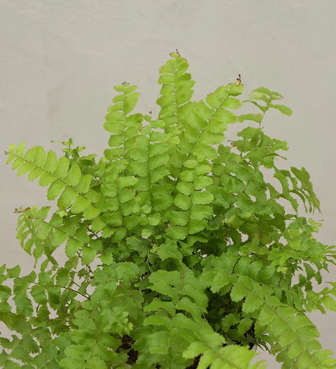 Boston Compacta Fern