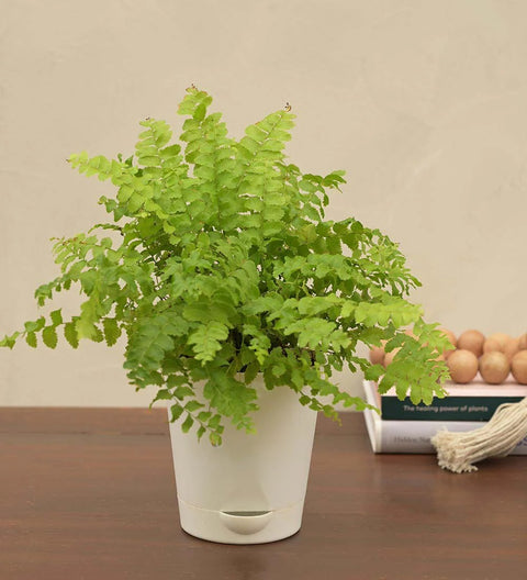 Boston Compacta Fern