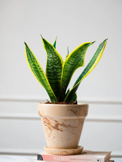 Marble Toned Ceramic Pot