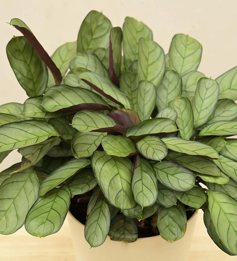 Calathea Burle Marxi