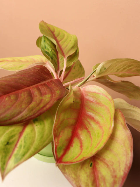 Aglaonema Commutatum - Golden Papaya