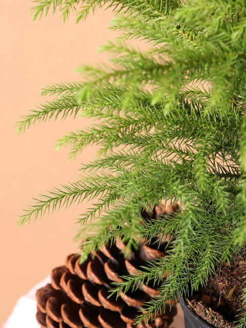 Norfolk Pine