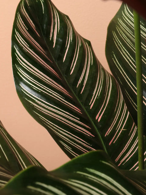Calathea Pinstripe