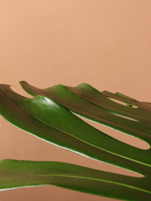 Monstera Deliciosa XL