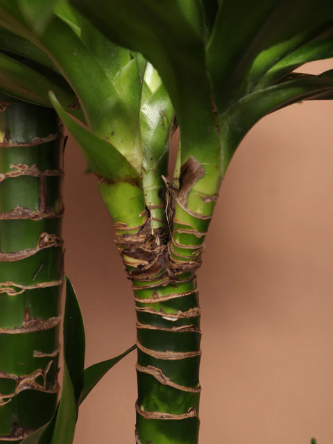 Dracaena Compacta XL
