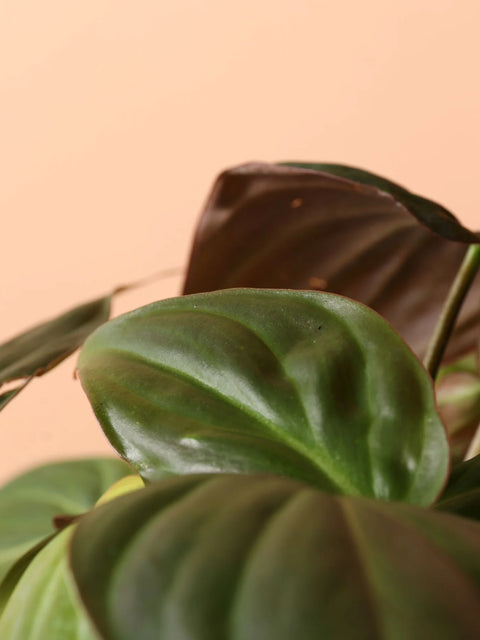 Philodendron Micans