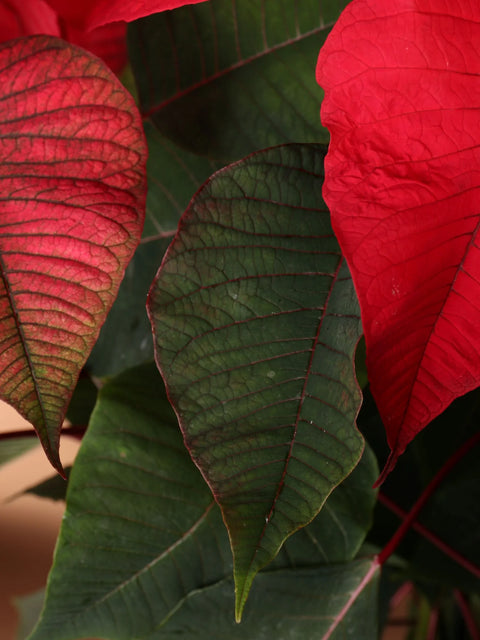 Poinsettia Red