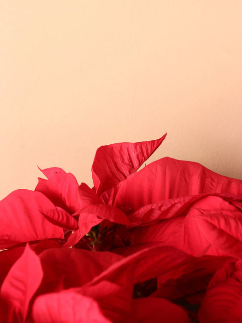 Poinsettia Red