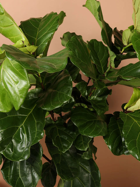 Fiddle Leaf Fig XL