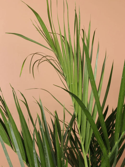 Bamboo Palm XL
