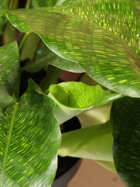 Calathea Musiaca