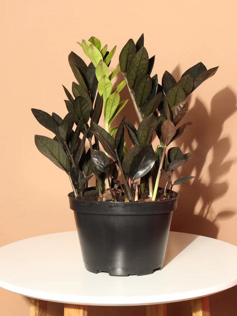 Zamioculcas Zamiifolia - Raven