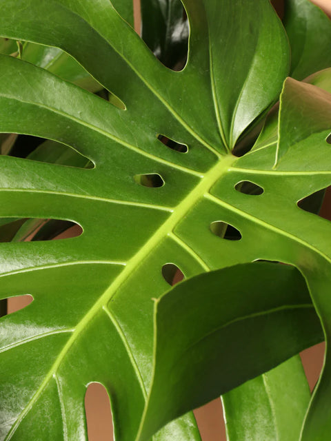 Monstera Deliciosa