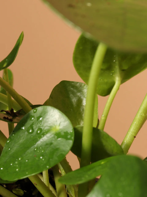 Pilea Peperomioides