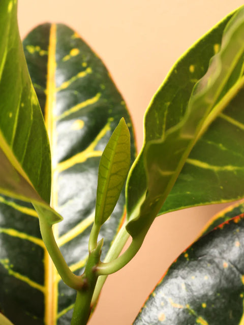 Croton Petra