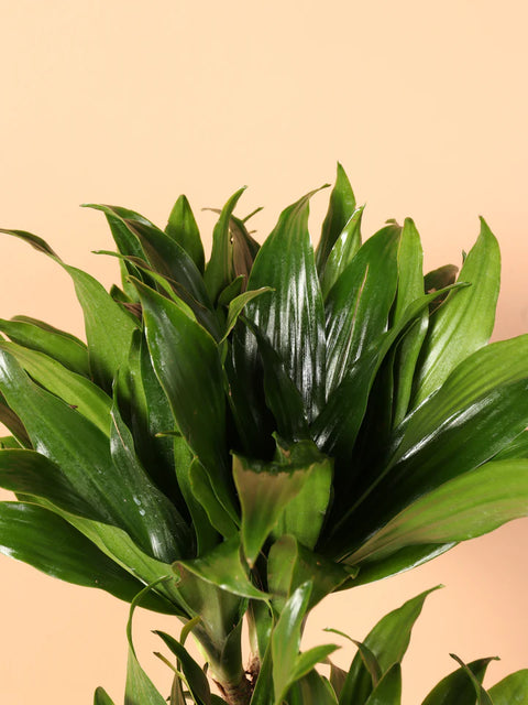 Dracaena Compacta