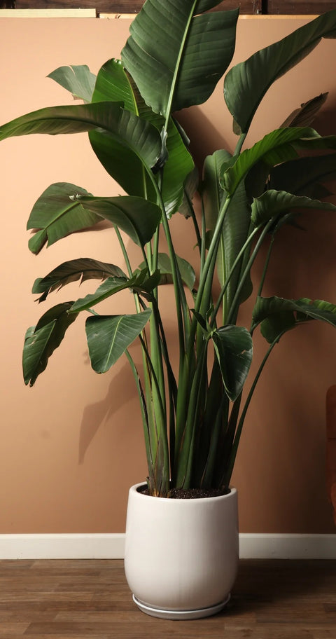 Ornamental / Focal Plants - Indoor