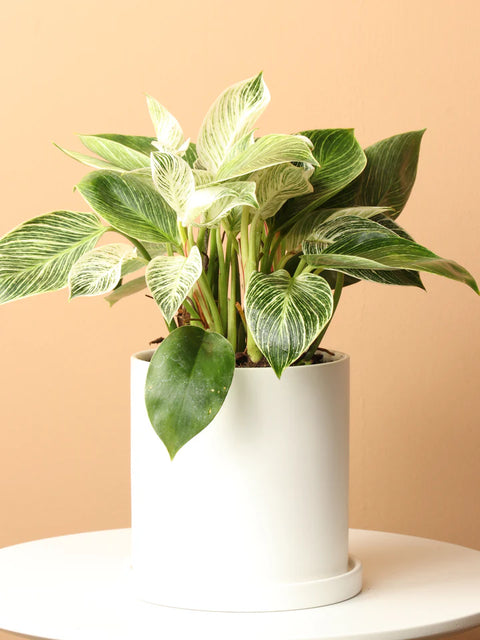 Philodendron Birkin