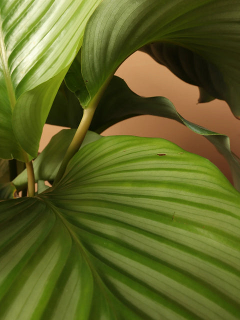 Calathea Orbifolia