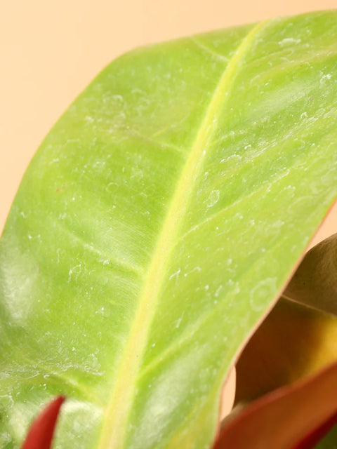 Philodendron Prince of Orange