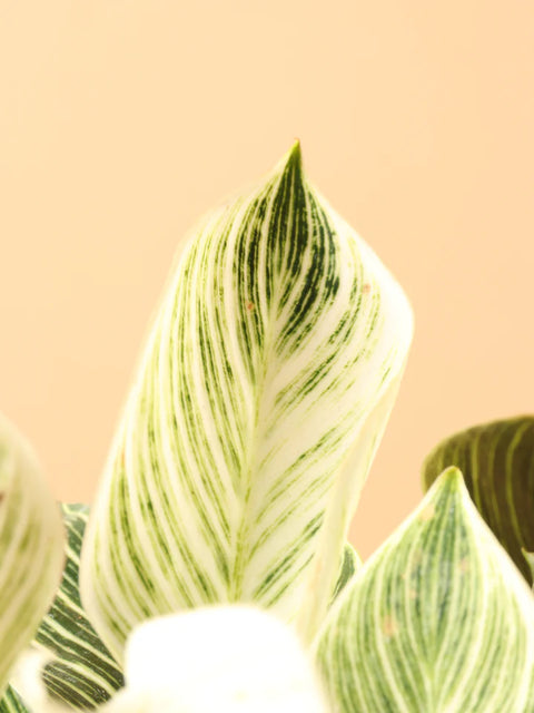 Philodendron Birkin