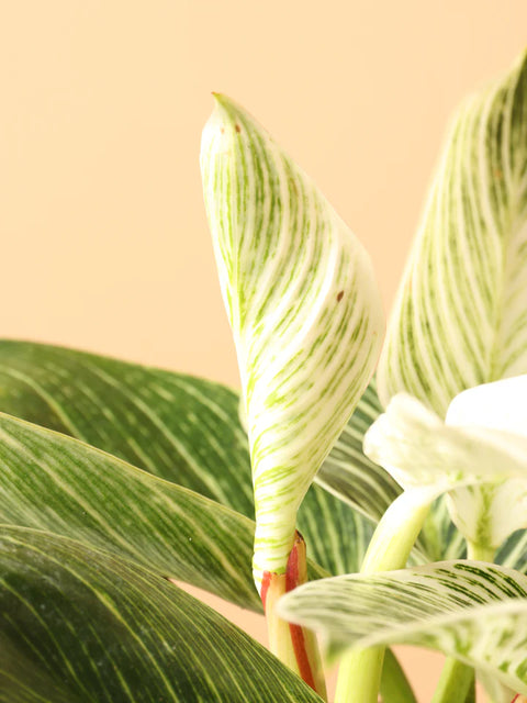 Philodendron Birkin