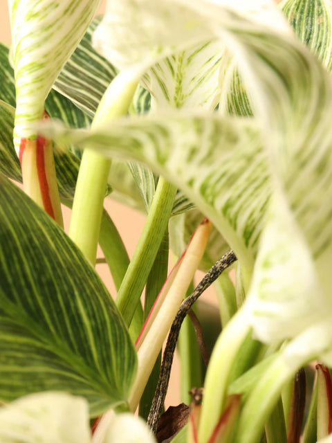 Philodendron Birkin