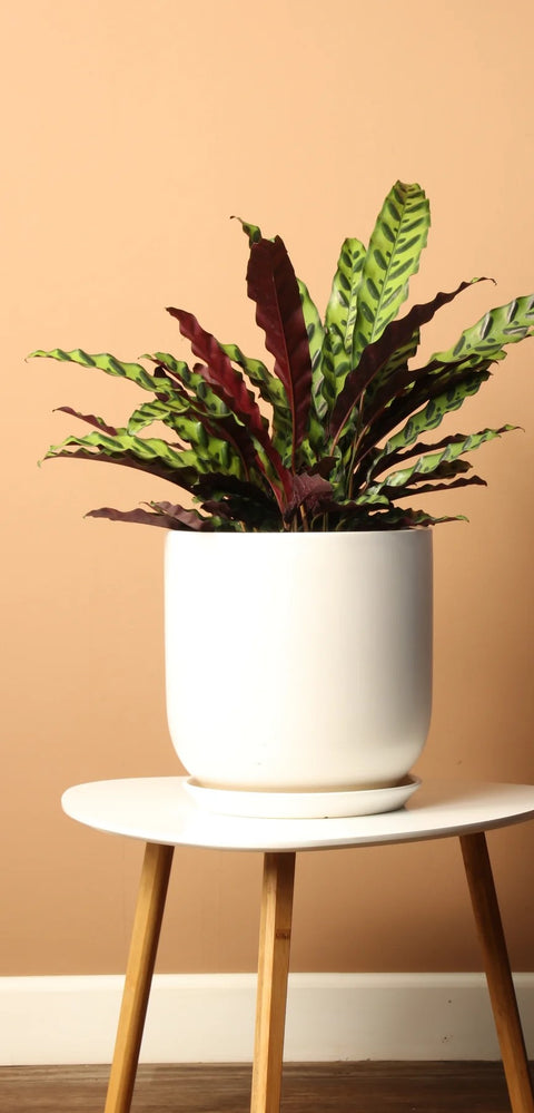 Calathea Rattlesnake