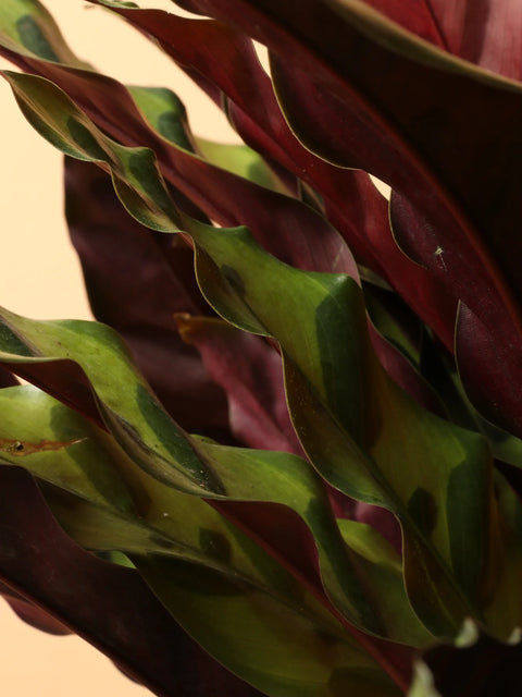 Calathea Rattlesnake