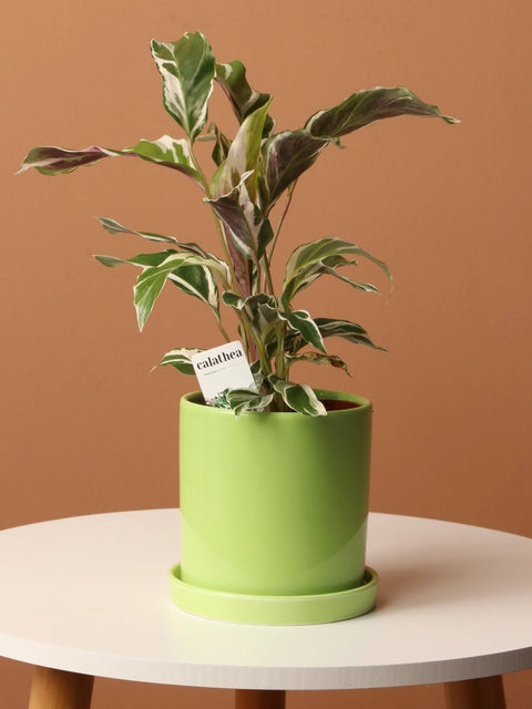 Calathea Lietzei - White Fusion
