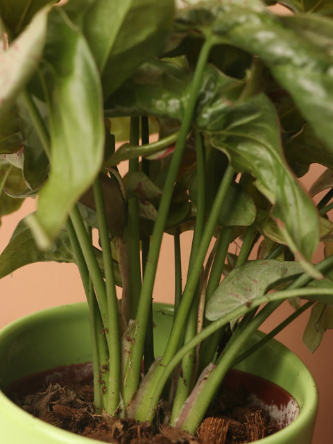 Syngonium Pink
