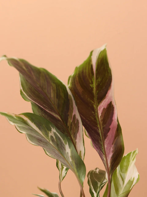 Calathea Lietzei - White Fusion