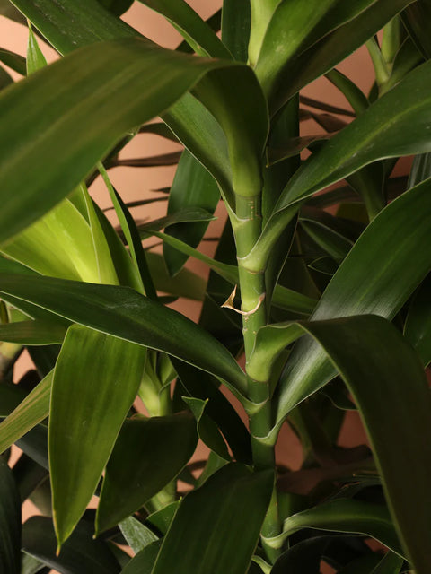 Dracaena Reflexa