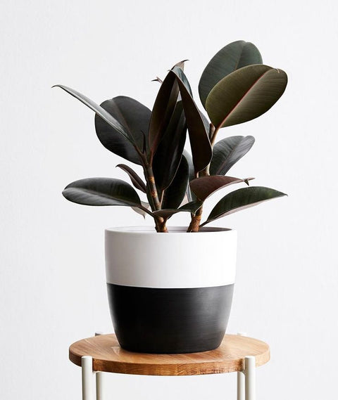 Rubber Plant