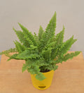 Fern Fluffy Ruffle