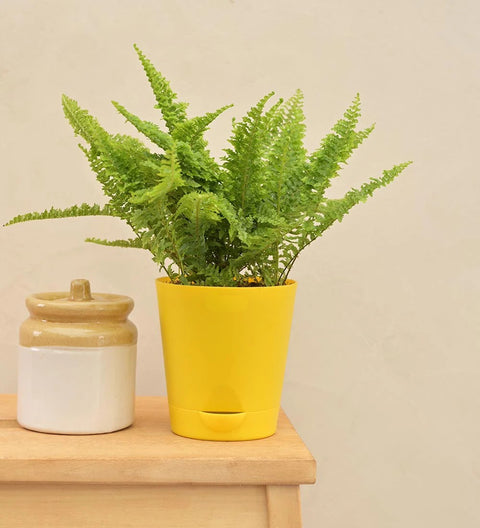 Fern Fluffy Ruffle