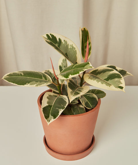 Ficus Elastica Tineke
