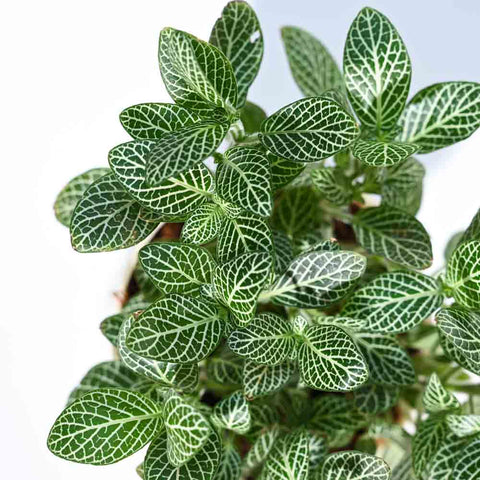 White Nerve Plant