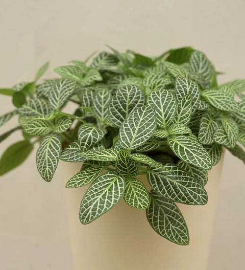 White Nerve Plant
