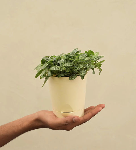 White Nerve Plant