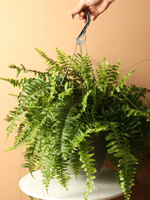 Boston Fern