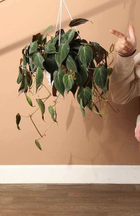 Philodendron Micans