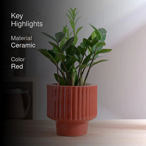 Immortal Nights Ceramic Pot