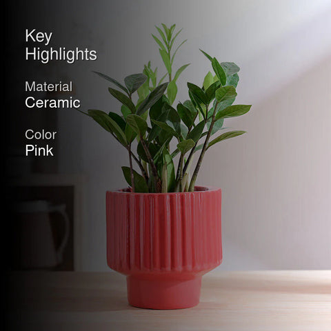 Immortal Nights Ceramic Pot