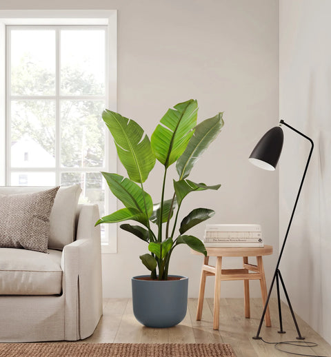 Bird of Paradise XL