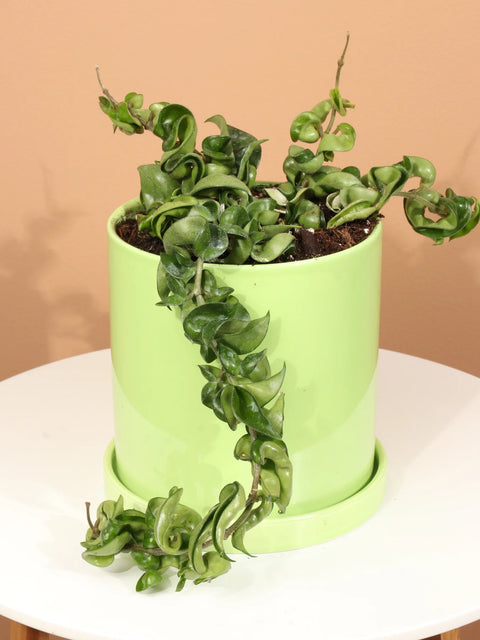 Hoya Carnosa Compacta - Hindu Rope