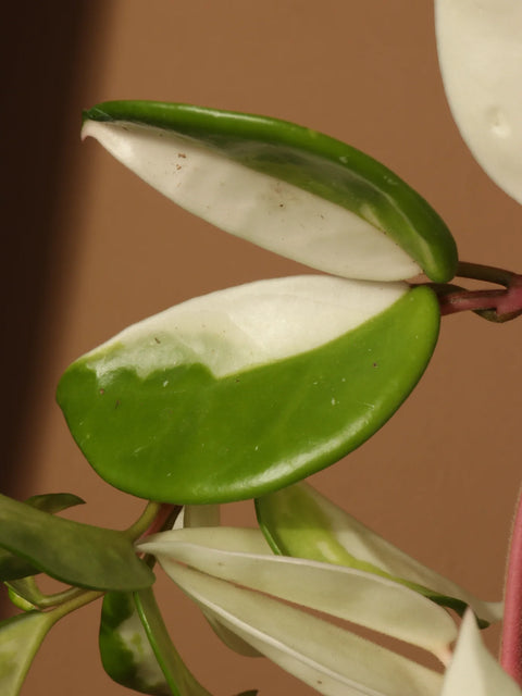 Hoya Carnosa Tricolour - Krimson Queen XL